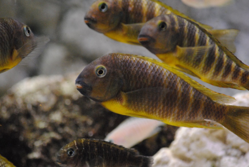 Tropheus brichardi 'Katonga'